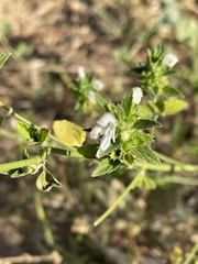 Leucas sexdentata
