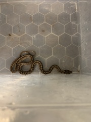 Thamnophis marcianus