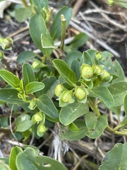 Jacquemontia ovalifolia