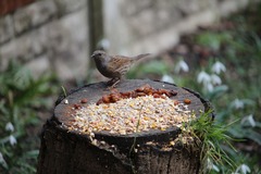 Prunella modularis occidentalis