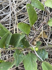 Jacquemontia ovalifolia