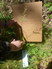 Agrostis hallii