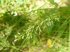Agrostis hallii