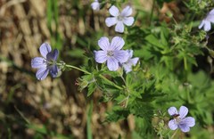 Geranium igoschinae