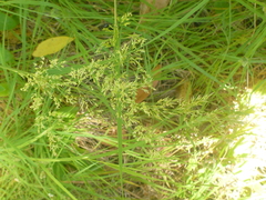 Agrostis hallii
