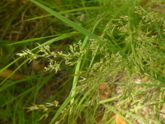 Agrostis hallii