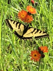 Papilio canadensis × glaucus