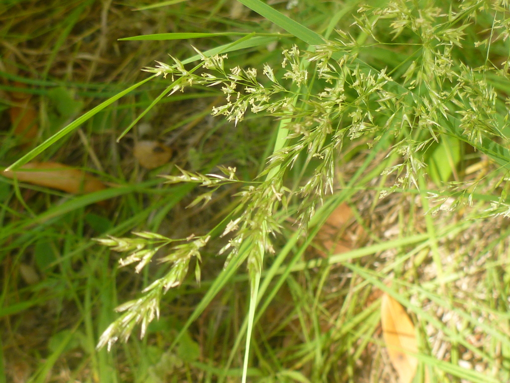Hall's bentgrass