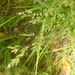 Agrostis hallii - Photo (c) Jacob Martin,  זכויות יוצרים חלקיות (CC BY-NC), uploaded by Jacob Martin