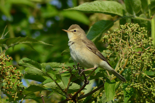 Booted Warbler