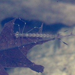 Archilestes