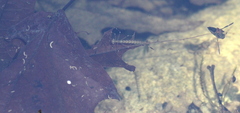 Archilestes