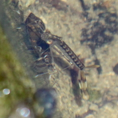 Archilestes