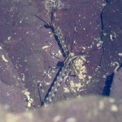 Archilestes
