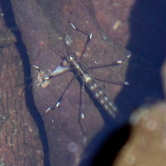 Archilestes