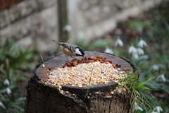 Periparus ater britannicus