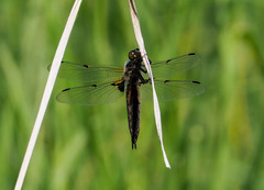 Libellula quadrimaculata