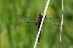 Libellula quadrimaculata