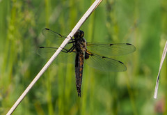 Libellula quadrimaculata