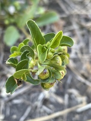 Jacquemontia ovalifolia