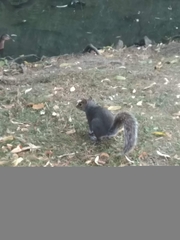 Sciurus carolinensis