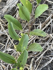 Jacquemontia ovalifolia