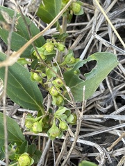 Jacquemontia ovalifolia