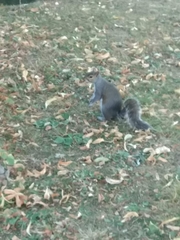 Sciurus carolinensis