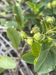 Jacquemontia ovalifolia