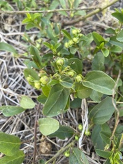 Jacquemontia ovalifolia