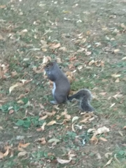 Sciurus carolinensis