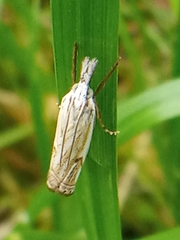 Crambus lathoniellus
