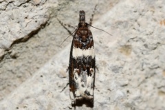 Prionapteryx nebulifera