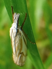 Crambus lathoniellus