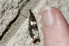 Prionapteryx nebulifera