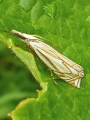 Crambus lathoniellus