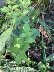 Taenidia integerrima
