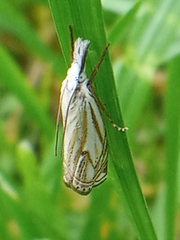 Crambus lathoniellus