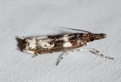 Prionapteryx nebulifera