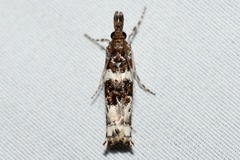 Prionapteryx nebulifera
