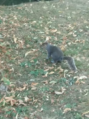 Sciurus carolinensis