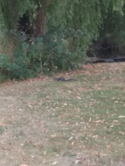 Sciurus carolinensis