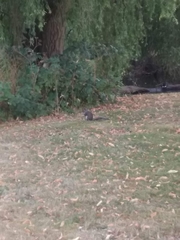 Sciurus carolinensis