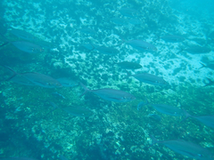 Caranx caballus