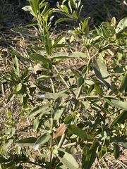 Cordia quercifolia