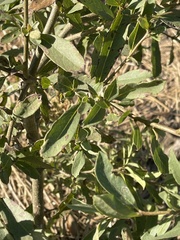 Cordia quercifolia