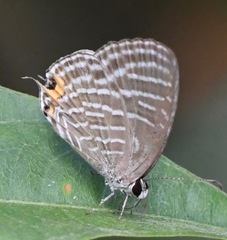 Jamides celeno aelianus