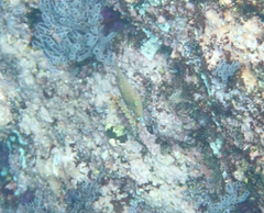Canthigaster punctatissima