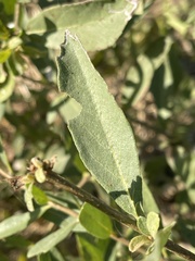 Cordia quercifolia