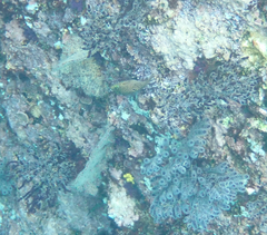 Canthigaster punctatissima